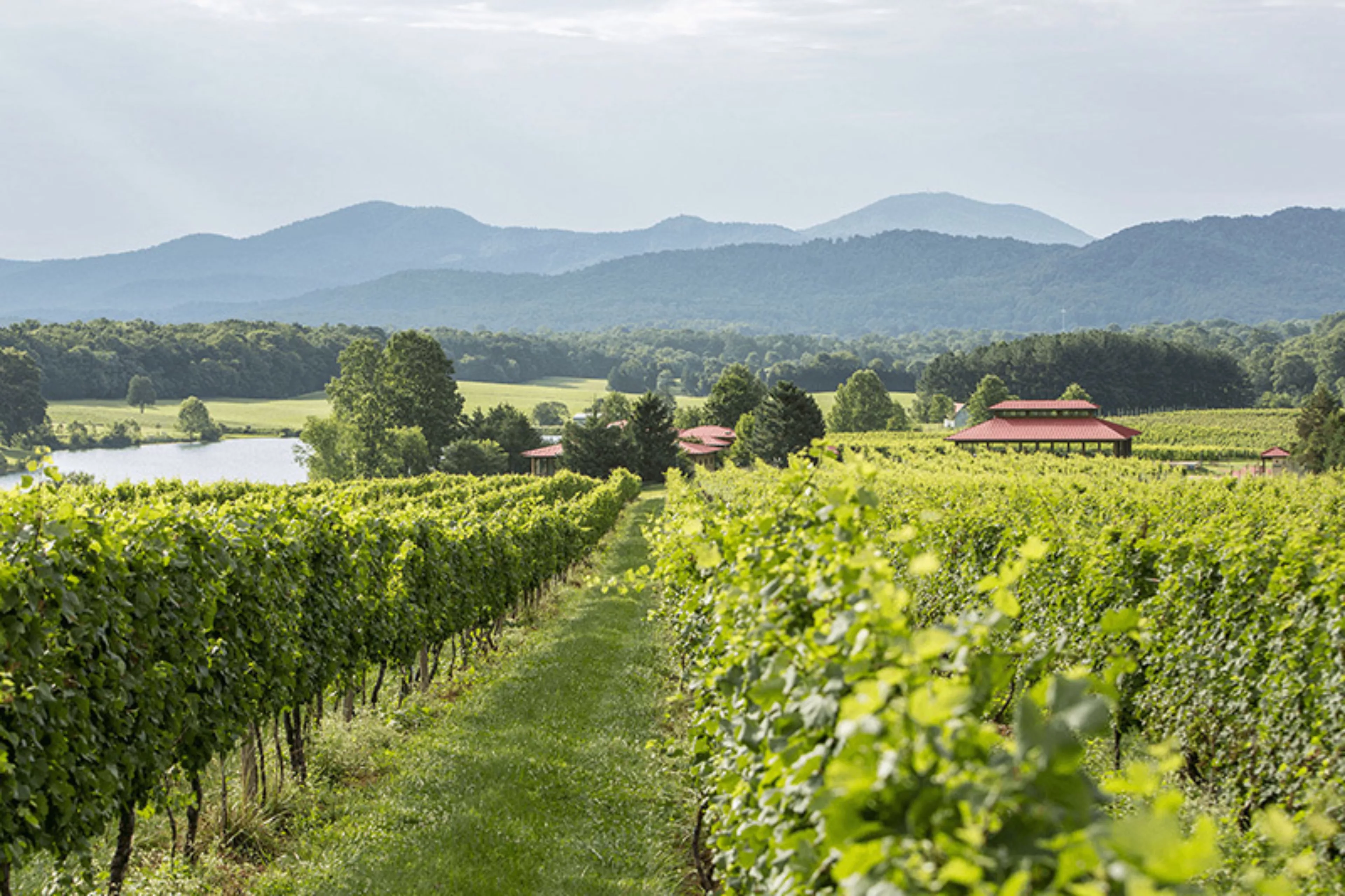 Afton mountain vineyards 1